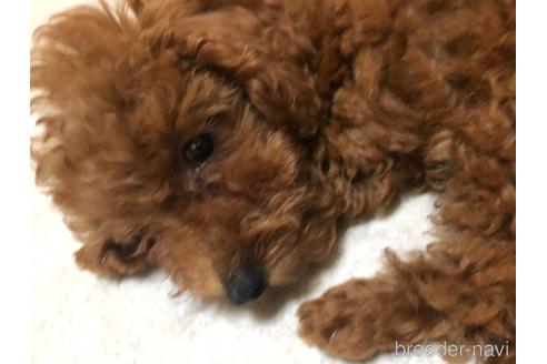 成約済の神奈川県のトイプードル-179724の2枚目