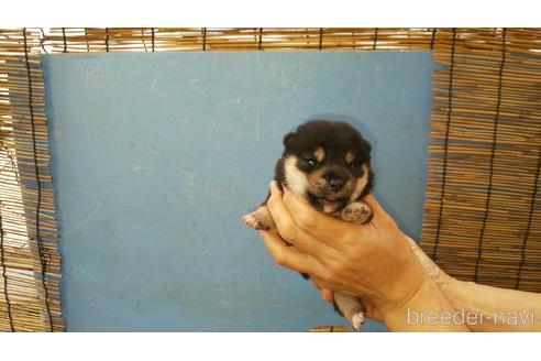 成約済の福岡県の豆柴-188129の1枚目