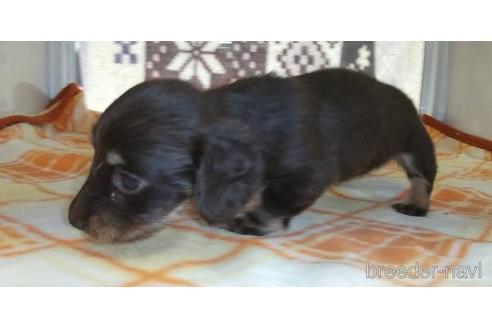 成約済の愛知県のミニチュアダックスフンド(ロングヘアード)-185712の3枚目