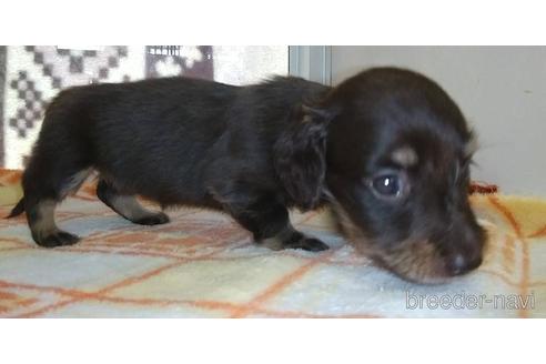 成約済の愛知県のミニチュアダックスフンド(ロングヘアード)-185712の4枚目