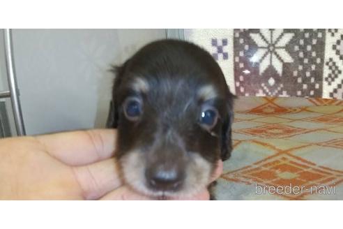 成約済の愛知県のミニチュアダックスフンド(ロングヘアード)-185712の5枚目