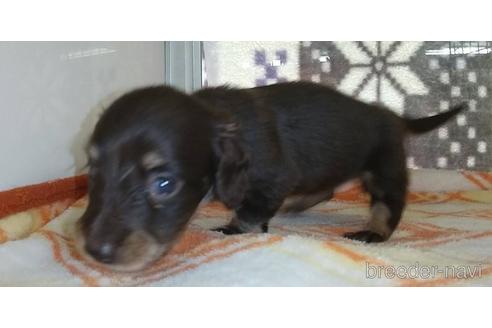 成約済の愛知県のミニチュアダックスフンド(ロングヘアード)-185712の2枚目