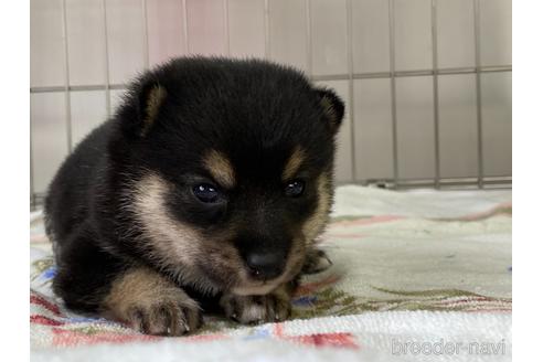 成約済の岡山県の豆柴-185414の6枚目