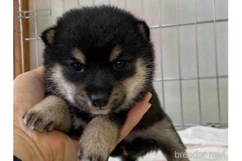 成約済の岡山県の豆柴-185414の7枚目