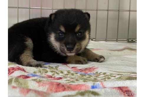 成約済の岡山県の豆柴-185414の10枚目