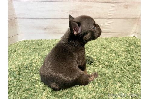 成約済の愛知県のフレンチブルドッグ-187109の3枚目