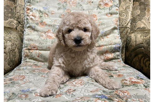 青森県のミディアムプードル 女の子 22 05 17生まれ ペールフォーンのかわいい女の子 子犬id 1170 ブリーダーナビ