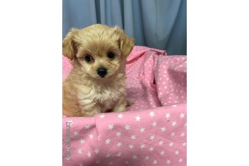 成約済の広島県のミックス犬-188041