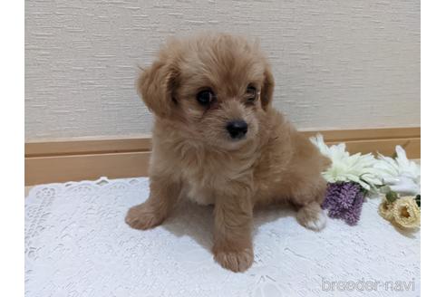 成約済の広島県のチワプー:チワワ×トイプードル-186529の16枚目