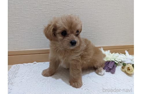 成約済の広島県のチワプー:チワワ×トイプードル-186529の9枚目