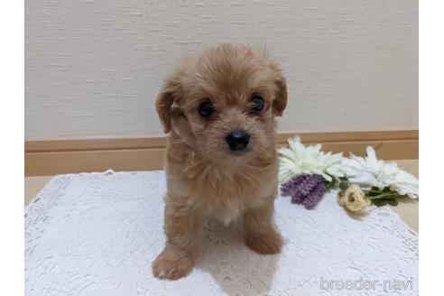 成約済の広島県のチワプー:チワワ×トイプードル-186529の8枚目