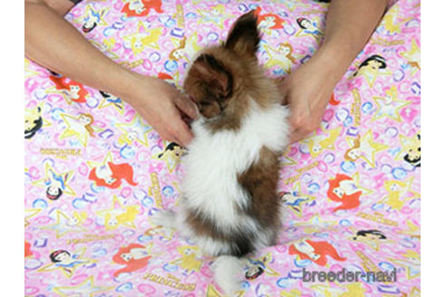 成約済の千葉県のパピヨン-183639の8枚目