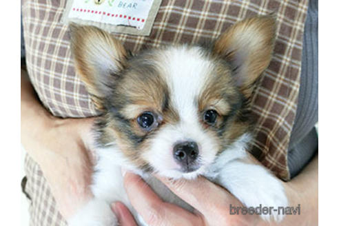 成約済の千葉県のパピヨン-183639の7枚目