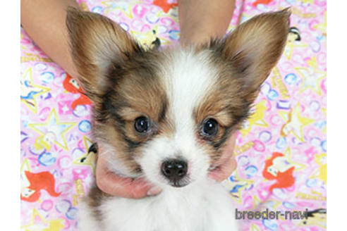 成約済の千葉県のパピヨン-183639の6枚目