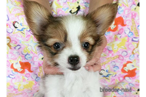 成約済の千葉県のパピヨン-183639の5枚目