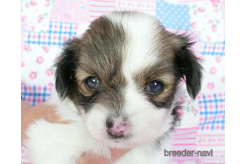 成約済の千葉県のパピヨン-188230の11枚目