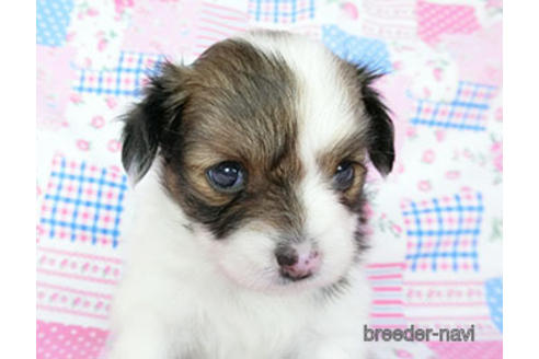 成約済の千葉県のパピヨン-188230の10枚目