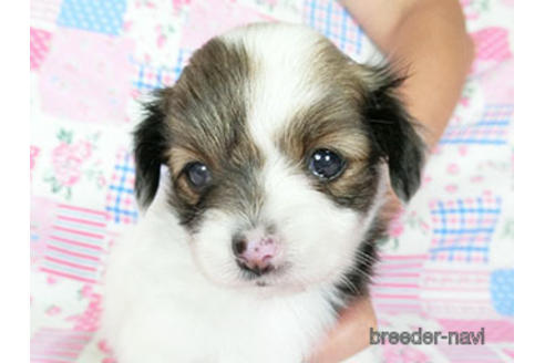 成約済の千葉県のパピヨン-188230の9枚目