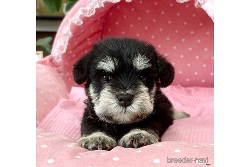 成約済の大阪府のミニチュアシュナウザー-188250の1枚目
