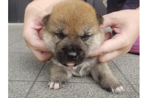 成約済の長崎県の柴犬-188259の1枚目