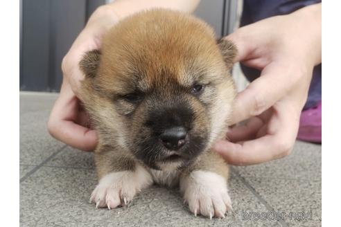 成約済の長崎県の柴犬-188260の1枚目