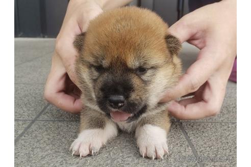 成約済の長崎県の柴犬-188260の3枚目