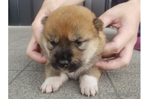 成約済の長崎県の柴犬-188260の4枚目