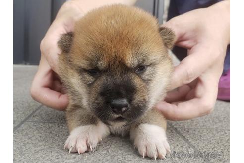 成約済の長崎県の柴犬-188260の5枚目