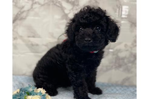 成約済の福岡県のトイプードル-188262の2枚目