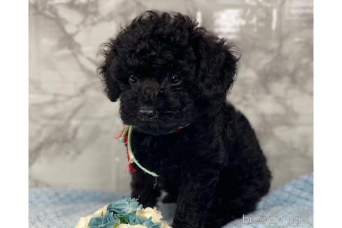 成約済の福岡県のトイプードル-188262の3枚目