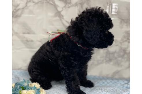 成約済の福岡県のトイプードル-188262の4枚目