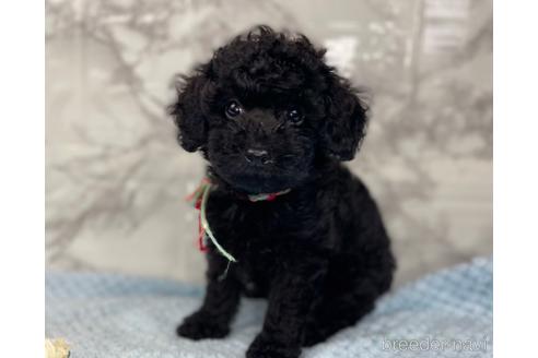 成約済の福岡県のトイプードル-188262の5枚目