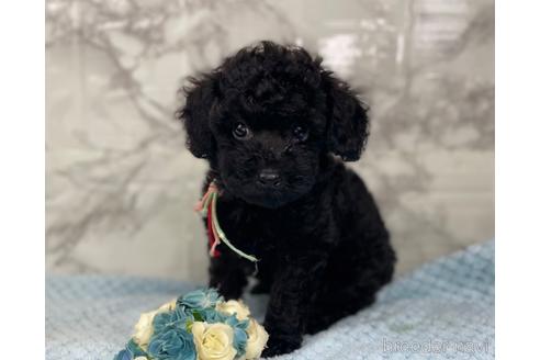 成約済の福岡県のトイプードル-188262の6枚目