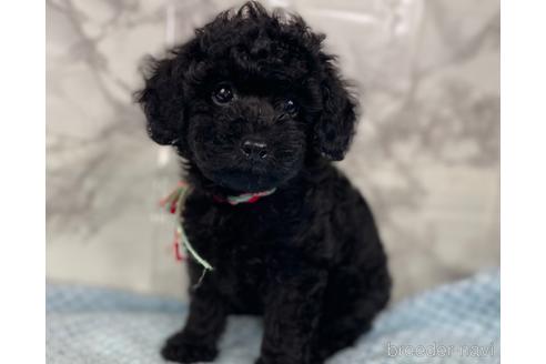 成約済の福岡県のトイプードル-188262の1枚目