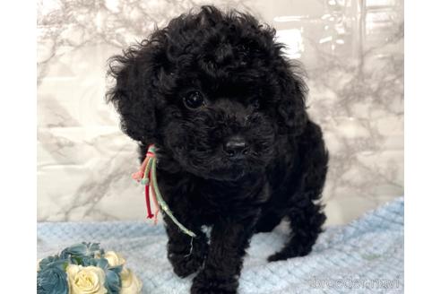 成約済の福岡県のトイプードル-188262の7枚目