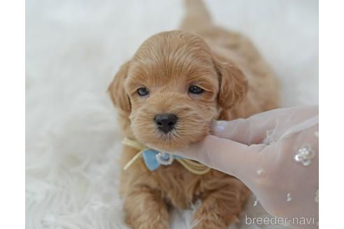 成約済の埼玉県のミックス犬-187388の21枚目