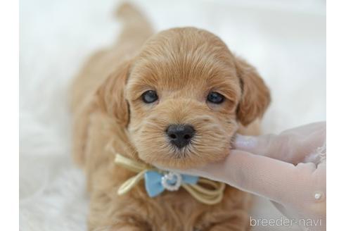 成約済の埼玉県のミックス犬-187388の20枚目