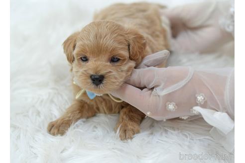 成約済の埼玉県のミックス犬-187388の19枚目