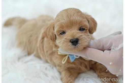 成約済の埼玉県のミックス犬-187388の18枚目