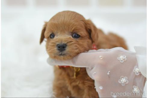 成約済の埼玉県のミックス犬-187391の15枚目