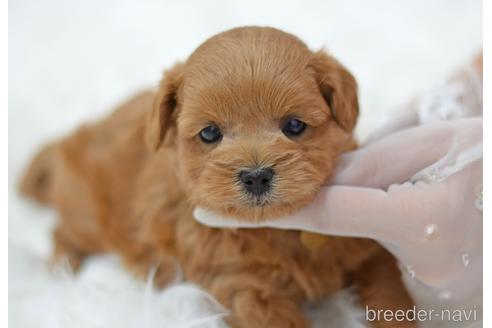 成約済の埼玉県のミックス犬-187391の13枚目