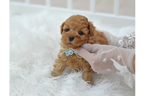 成約済の埼玉県のミックス犬-187389の20枚目