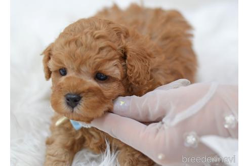成約済の埼玉県のミックス犬-187389の19枚目