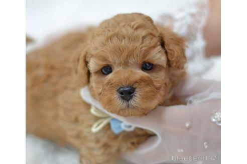 成約済の埼玉県のミックス犬-187389の16枚目