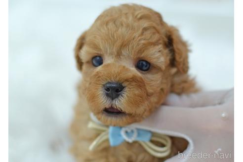 成約済の埼玉県のミックス犬-187389の15枚目