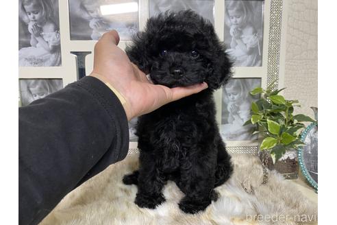子犬