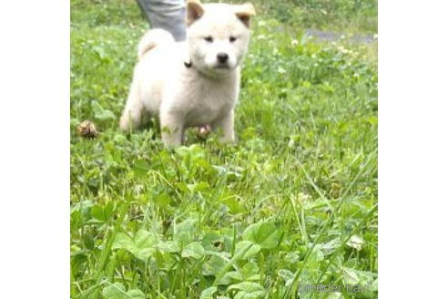 成約済の北海道の柴犬-188310の1枚目