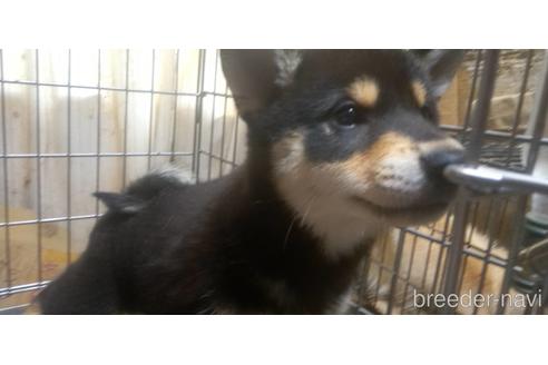 成約済の岐阜県の柴犬-177959の1枚目