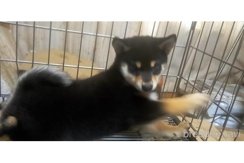 成約済の岐阜県の柴犬-177959の2枚目