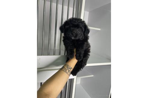 成約済の茨城県のマルプー:マルチーズ×トイプードル-188361の4枚目